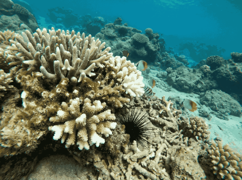 Climate Change on Hawaii's Marine Life-1568_11zon (1)