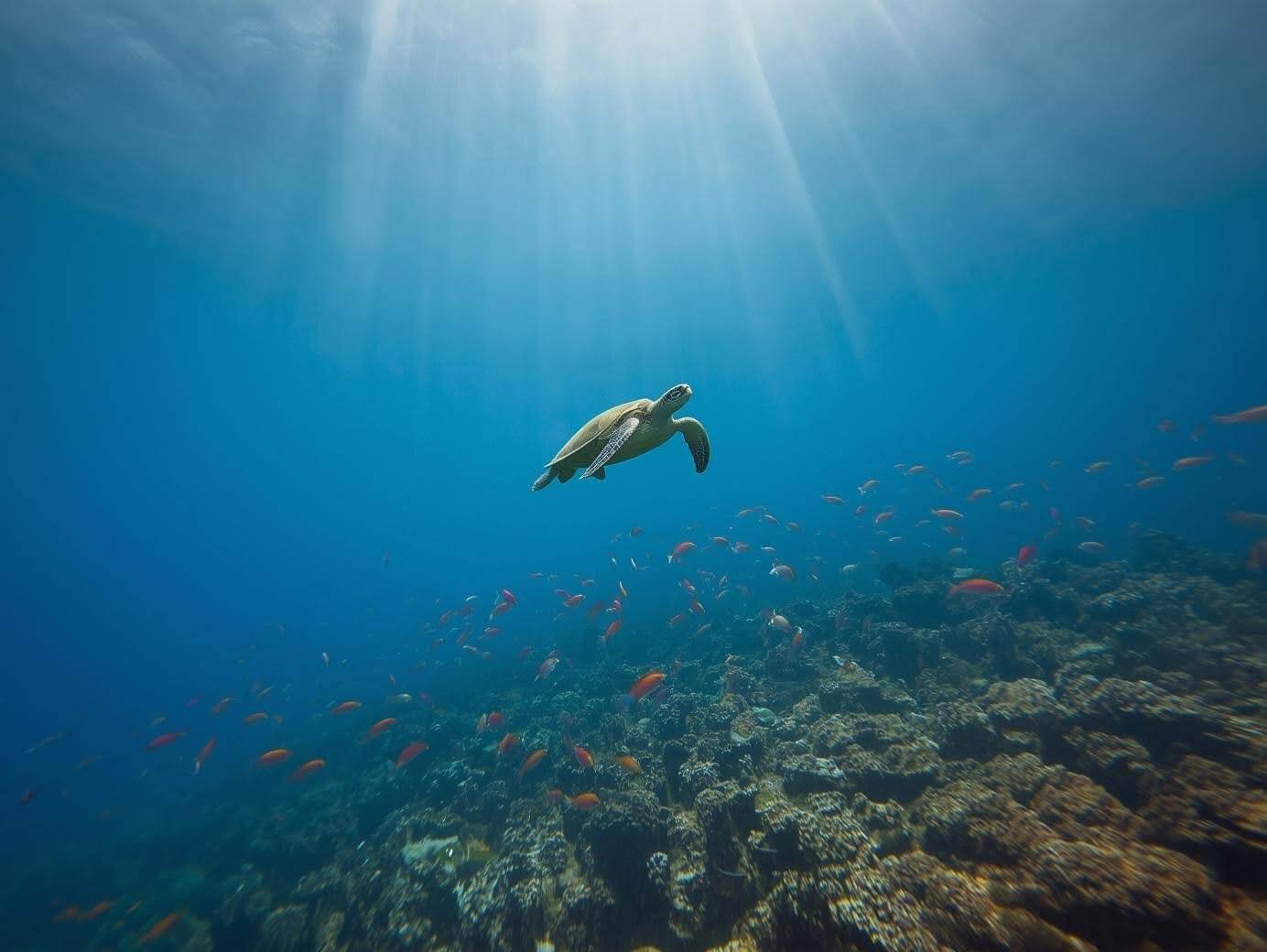 Cultural Significance of Marine Life-15626