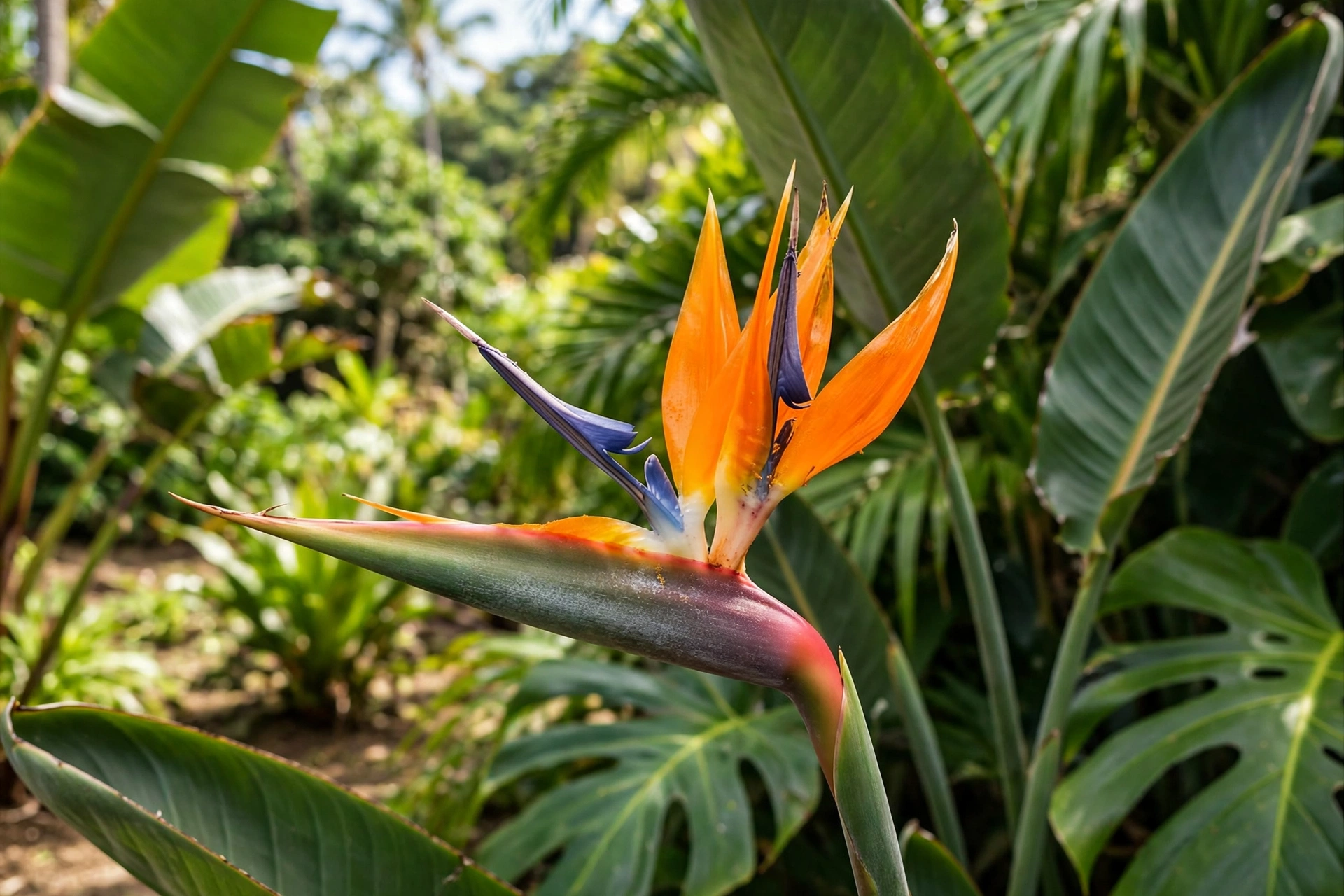 Bird of paradise flower with orange and blue crane-like bloom in a Hawaiian garden