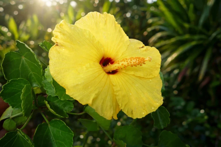 Yellow hibiscus flower (Hibiscus brackenridgei), Hawaii official state flower, with golden-yellow petals and a deep red throat