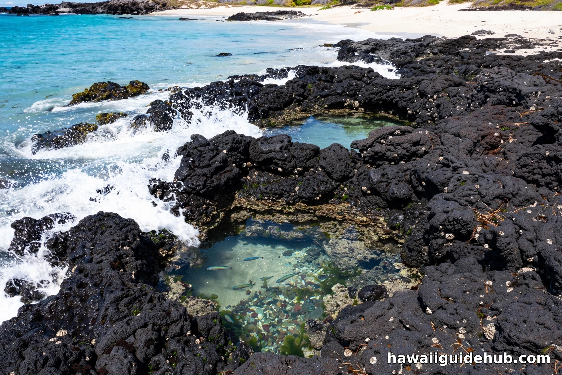 Black volcanic lava rock shoreline with natural tide pools full of tiny fish at Maniniowali Beach, Kua Bay