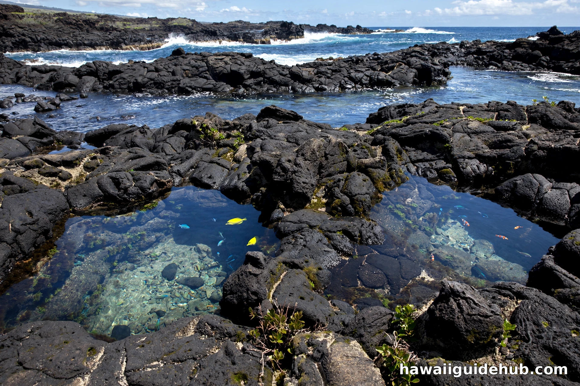 Clear tide pools in black volcanic lava rock at La Perouse Bay with small colorful fish