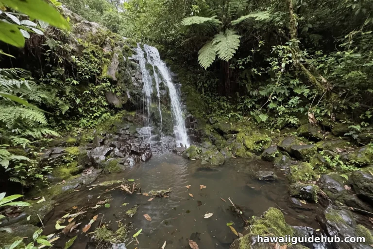 Natural waterfall dropping into a jungle pool with floating leaves on Maui