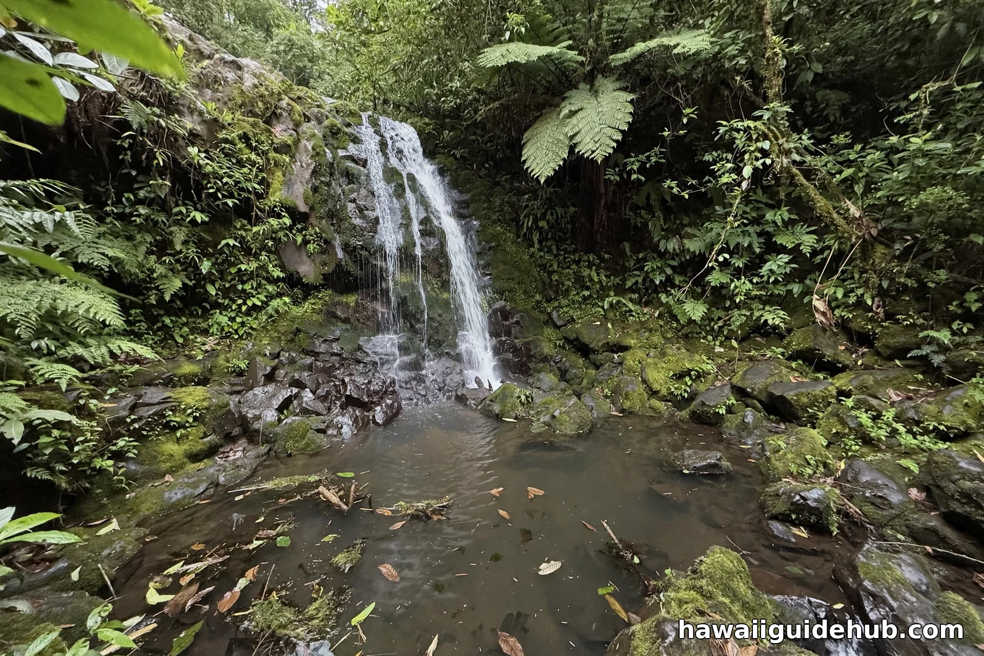 Natural waterfall dropping into a jungle pool with floating leaves on Maui