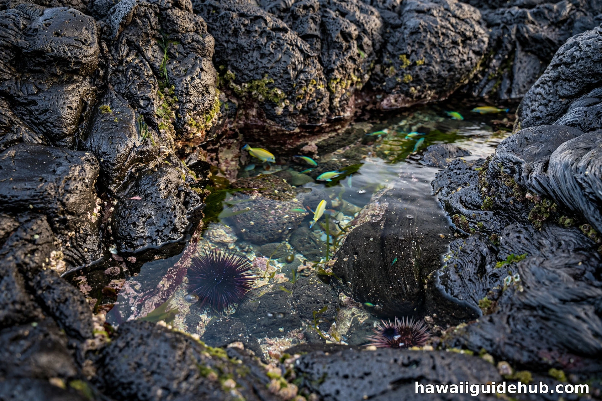 Close-up of natural tide pools in black volcanic lava rock at Puako Beach with small colorful fish and sea urchins in clear water