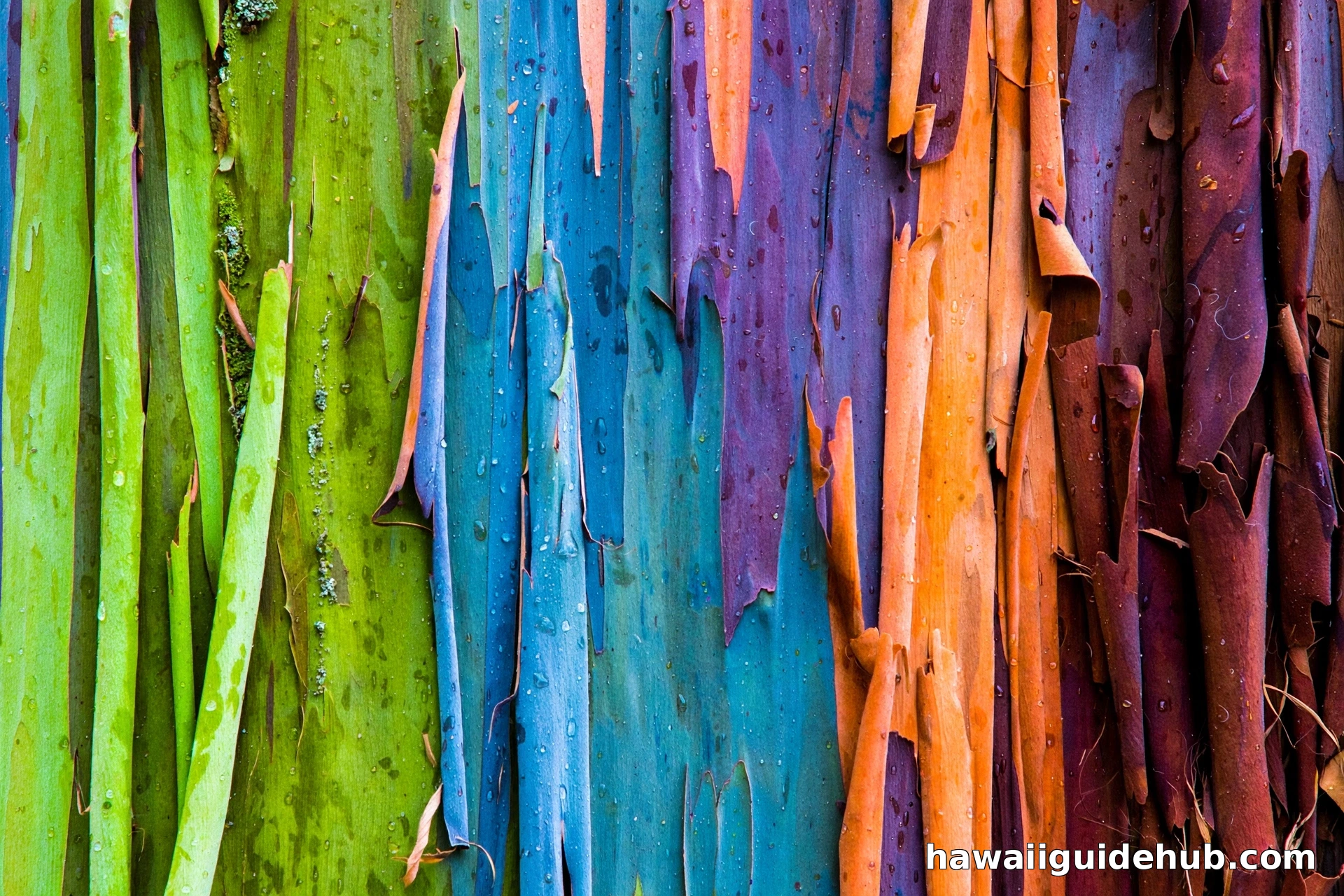 Close-up of rainbow eucalyptus bark showing vivid green, blue, purple, and orange streaks where the bark has peeled
